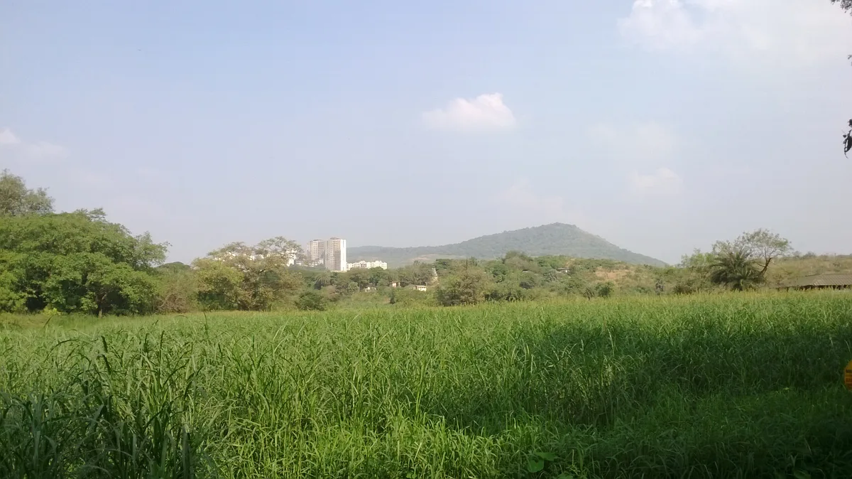 Aarey Colony grassland, Goregaon — Mumbai's green lung